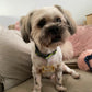 Personalised Resin Dog Name Tag